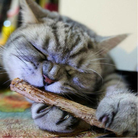 20 pcs Cat Cleaning Teeth Natural Catnip Snacks Sticks--FREE SHIPPING--